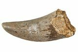 Serrated, Juvenile Carcharodontosaurus Tooth #214454-1